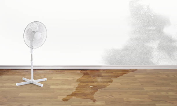 Best 24/7 water damage repair  in Lealman, FL