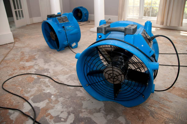 Best Water damage contractors near me  in Lealman, FL