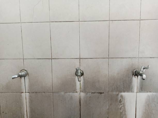 Best Mold removal after water damage  in Lealman, FL