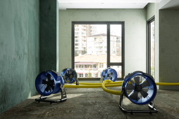 Best Water damage restoration specialists  in Lealman, FL